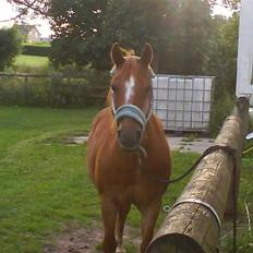 Anden særlig race Billy boy<3 SAVNER DIG!  