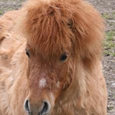 Shetlænder Stensbæk's WEAYN
