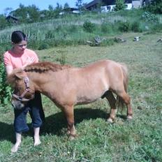 Shetlænder Stensbæk's WEAYN