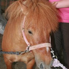 Shetlænder Stensbæk's WEAYN