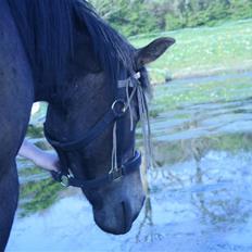 Anden særlig race Stensbæk's TØSEN