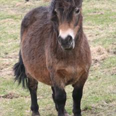 Shetlænder Stensbæk's BELLA