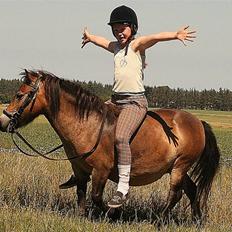 Shetlænder Stensbæk's BELLA