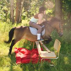 Shetlænder Stensbæk's BELLA