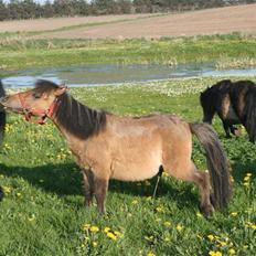 Shetlænder Stensbæk's BOUNTY 