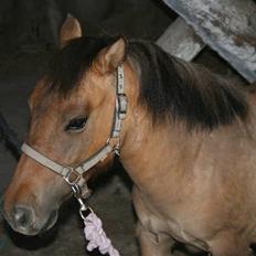 Shetlænder Stensbæk's BOUNTY 