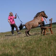 Shetlænder Stensbæk's BOUNTY 