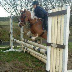 Anden særlig race Aloha Tahiti