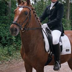 Tysk Sportspony Palermo - A-PONY