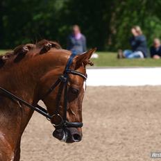 Tysk Sportspony Palermo - A-PONY