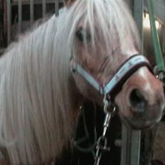 Anden særlig race magic dream  X-part