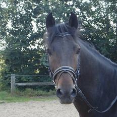 DSP Ricko *Gamle Part* et&alt