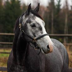 Dansk Varmblod Ågaards Corcentus (Tussi)