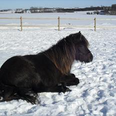 Islænder Baldur fra Kastanjely