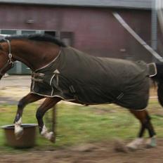Hollandsk Varmblod Plato