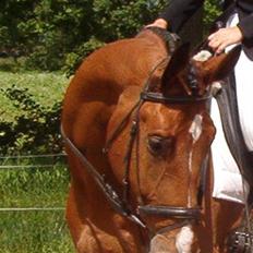 Hollandsk Varmblod Plato