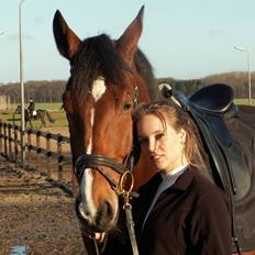 Hollandsk Varmblod Plato