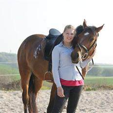 Dansk Varmblod Gammelgårdens Hope