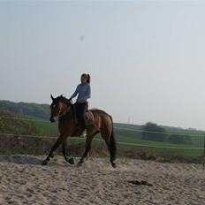 Dansk Varmblod Gammelgårdens Hope