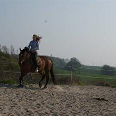 Dansk Varmblod Gammelgårdens Hope