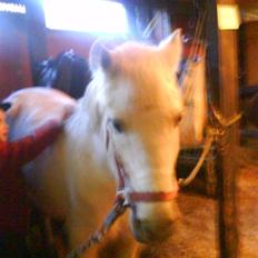 Anden særlig race Silver Star (Passet)