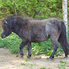 Shetlænder Bergeruds Jasmin