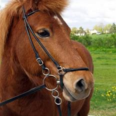 Islænder Embla fra Hessellund