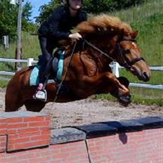 Islænder Embla fra Hessellund