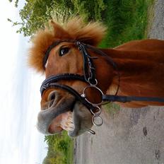 Islænder Embla fra Hessellund