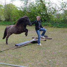 Shetlænder Bergeruds Jasmin