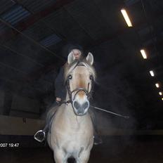 Fjordhest Laban (R.I.P)