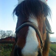 Islænder Heimir fraTókastöðumSOLGT