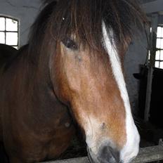 Islænder Heimir fraTókastöðumSOLGT