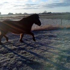 Islænder Heimir fraTókastöðumSOLGT