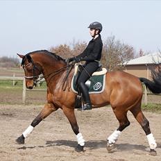 Dansk Varmblod Søgårds Rasandi - SOLGT