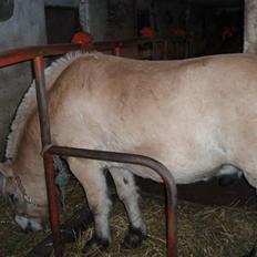 Fjordhest Jackson, solgt 