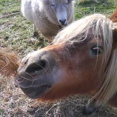 Anden særlig race sam (passer)