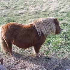 Anden særlig race sam (passer)