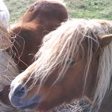 Anden særlig race sam (passer)