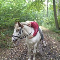 Pinto Two Eyed Shaggy 