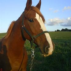 Frederiksborg Maja - Gammel part