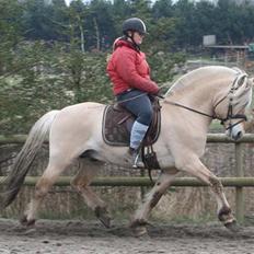 Fjordhest Mosegårdens kejser