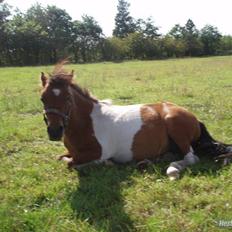 Anden særlig race Bella ( solgt )