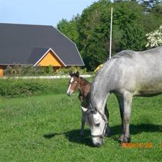 Connemara Hesselholts Kimberly - SOLGT