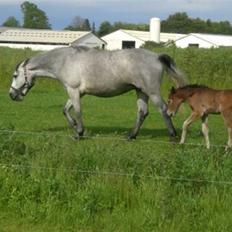 Connemara Hesselholts Kimberly - SOLGT