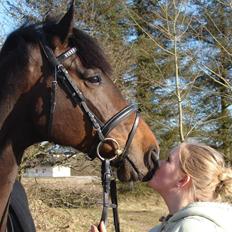 Dansk Varmblod Comengo Mosely *SOLGT*