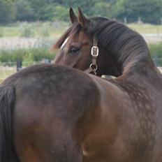 Dansk Varmblod Comengo Mosely *SOLGT*