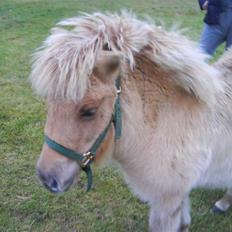 Anden særlig race april