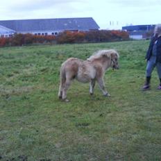 Anden særlig race april