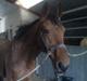 Dansk Varmblod Fellina - R.I.P † *SAVN*